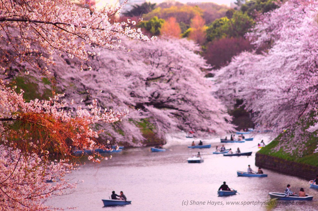 cherry blossoms tokyo